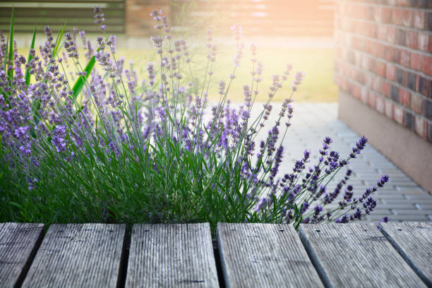 istock Blooming aromatic lavender plant in modern backyard at sunlight 1165157496