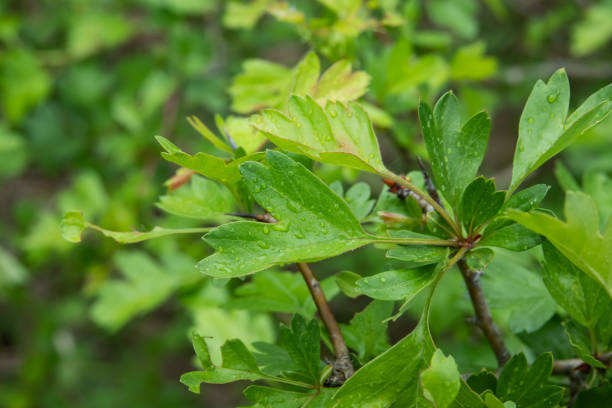 Hawthorn Leaves in Springtime Hawthorn (Crataegus sp.) leaves in springtime. april showers may flowers stock pictures, royalty-free photos & images