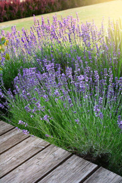istock Blooming aromatic lavender plant in modern backyard at sunlight 1165158828