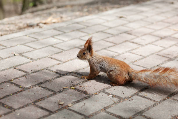 istock Amazing red squirrel in autumn park 1165158891