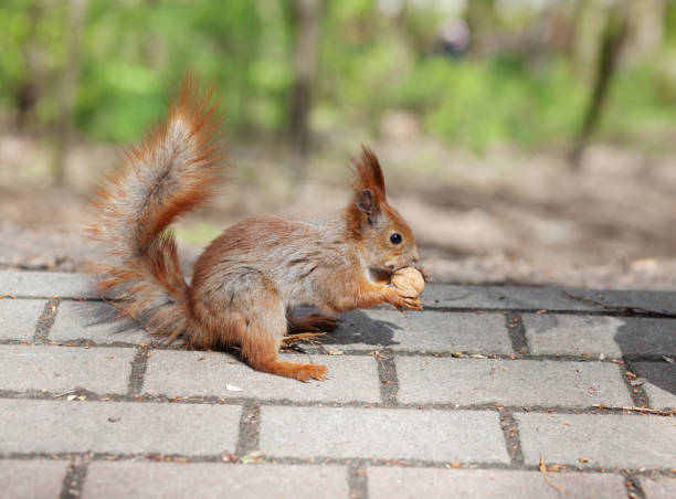 istock Amazing red squirrel in autumn park 1165158900