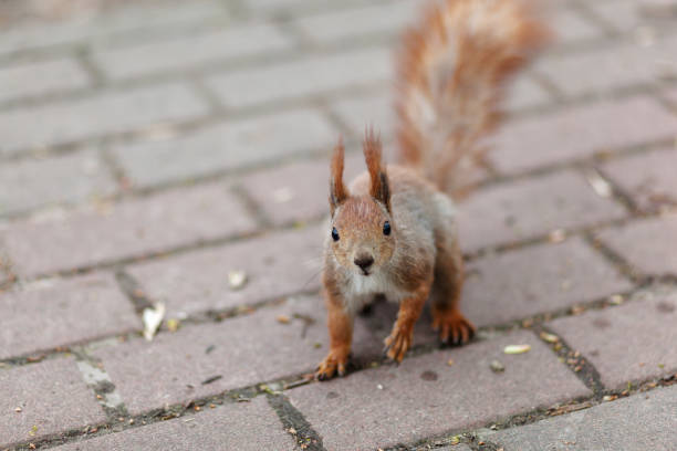 istock Amazing red squirrel in autumn park 1165158957