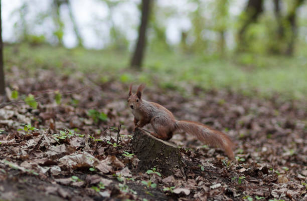 istock Amazing red squirrel in autumn park 1165158968