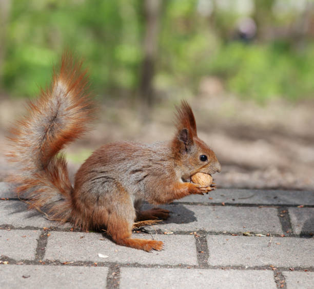 istock Amazing red squirrel in autumn park 1165159037