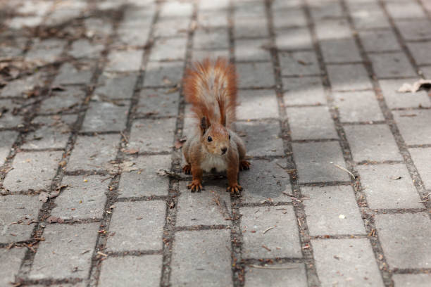 istock Amazing red squirrel in autumn park 1165160066