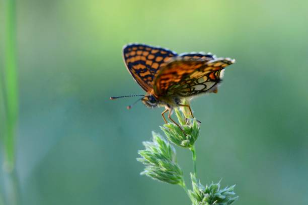 Melitaea nevadensis