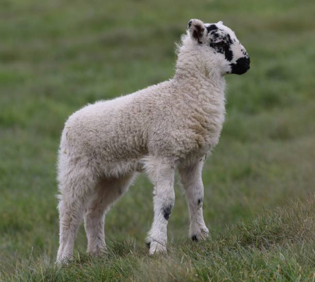istock Lamb in a Field at Horsey Norfolk 1165161505