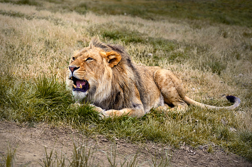 Male lion roaring, seated on grass