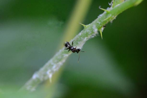 istock Biological control agent of Metcalfa pruinosa 1165161603