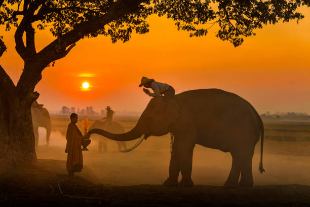 istock Elephant made merit a monk's bowl. Thai people and elephant jointly give alm to monk. elephant and Monk in forest. vintage style. The activities at Krapho, Tha Tum District, Surin, Thailand. 1165161667