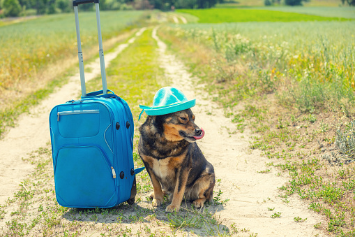 Dog wearing a sun hat with a travel bag (suitcase) sitting on a dirt road in the field in summer