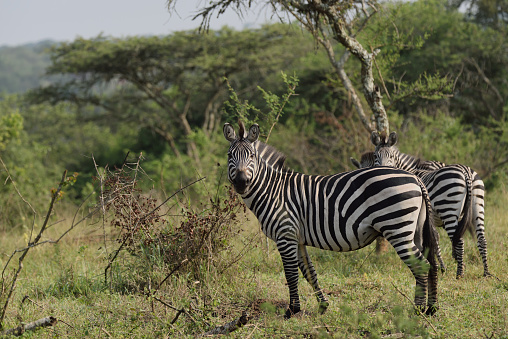 A pair of Plains Zebras, equus quagga burchellii, aka common or burchell’s zebra,  pose nicely for the camera in Lake Mburo National Park, Kiruhura Uganda