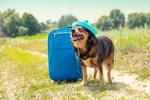 Dog wearing a sun hat with a travel bag (suitcase) standing on a dirt road in the field in summer