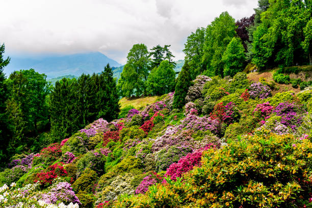 Biella, Piedmont, Italy - May 22, 2016: View of blooming rhododendrons of various colors near an abandoned tool shed, in the Parco della Burcina nature reserve (Biella, Piedmont, Italy) in May.