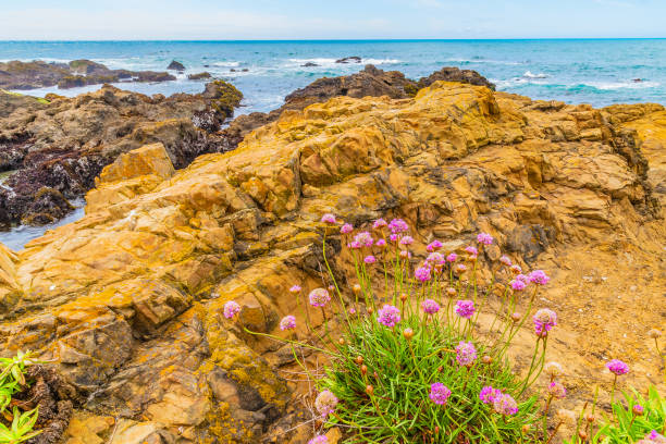 istock Gorgeous Day Along the Northern California Coastline 1165166315