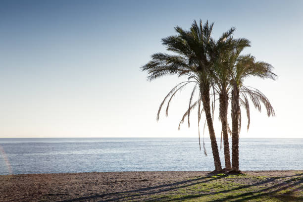 istock palm trees on a beach in spain 1165167701