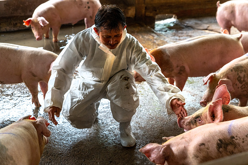 Asian veterinarian working and checking the healthy of baby pig in hog farms, animal and pigs farm industry