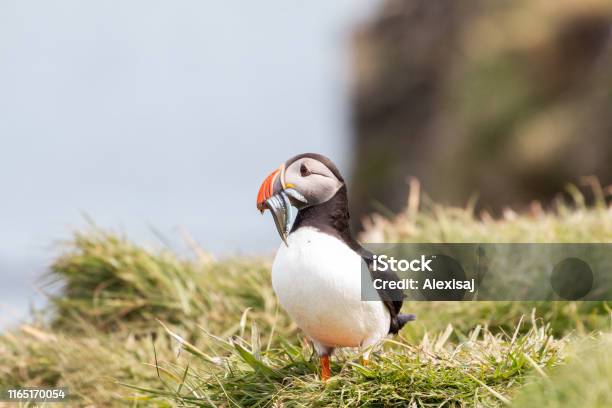 Puffin With Sand Eels Stock Photo - Download Image Now - Island, Puffin, Animal Wildlife