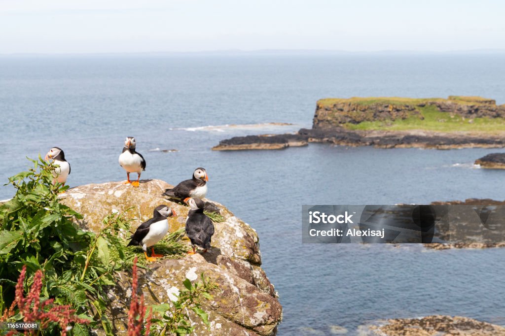 Group of Puffins on a rock in Lunga Group of Puffins on a rock in Lunga Treshnish isles in Scotland Animal Stock Photo