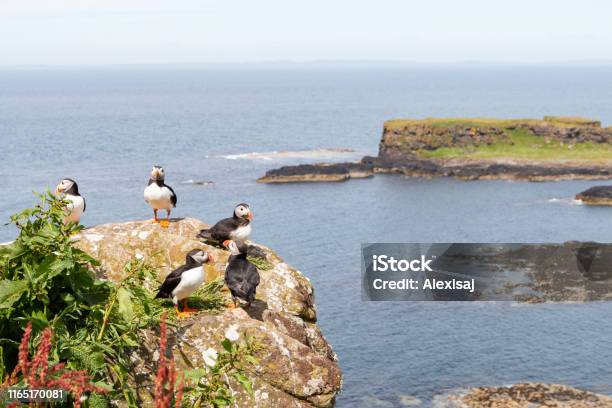 Group Of Puffins On A Rock In Lunga Stock Photo - Download Image Now - Animal, Animal Wildlife, Animals In The Wild