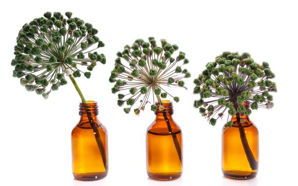 istock Three onion flowers in bottles on a white background. Isolated objects 1165170383