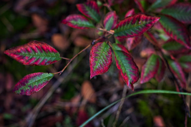 istock Autumn red leaves on a branch. 1165172493