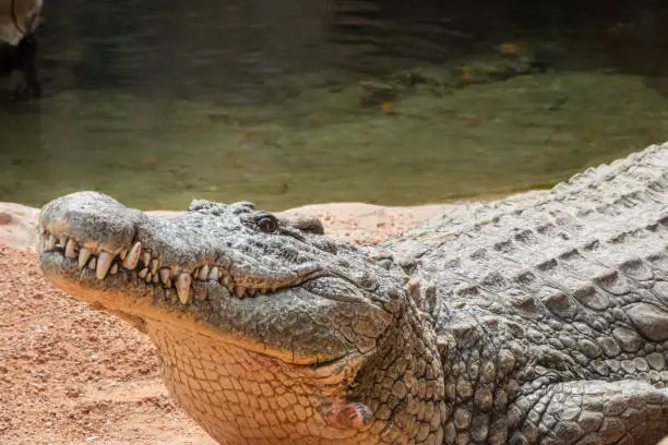 Photo of Nile crocodile (Crocodylus niloticus), the largest freshwater predator in Africa, found in in lakes, rivers, and marshlands.