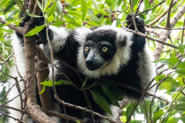 Indri, also called the babakoto, one of the largest living lemurs. It has a black and white coat, monogamous and lives in small family groups stock photo