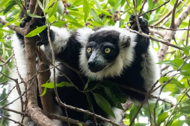Indri, also called the babakoto, one of the largest living lemurs. It has a black and white coat, monogamous and lives in small family groups