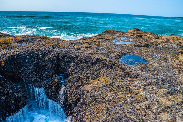istock Beautiful Day Along the Coastline in Oregon 1165174271