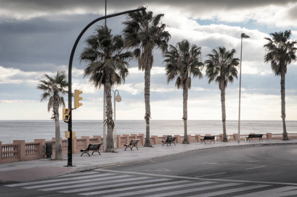 istock palm tree along the road in spain 1165174382