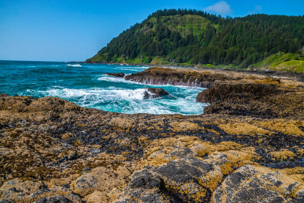 istock Beautiful Day Along the Coastline in Oregon 1165174461