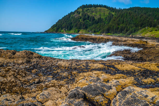 istock Beautiful Day Along the Coastline in Oregon 1165174498