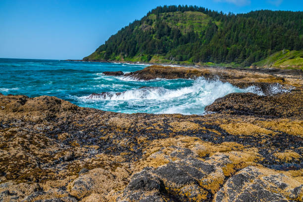 istock Beautiful Day Along the Coastline in Oregon 1165174504
