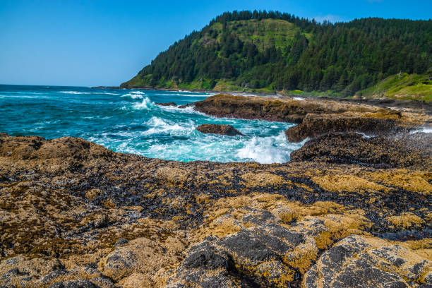 istock Beautiful Day Along the Coastline in Oregon 1165174508