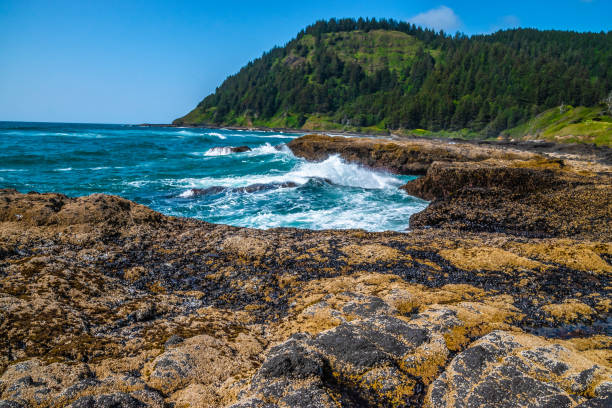 istock Beautiful Day Along the Coastline in Oregon 1165174544