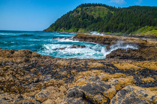 istock Beautiful Day Along the Coastline in Oregon 1165174554
