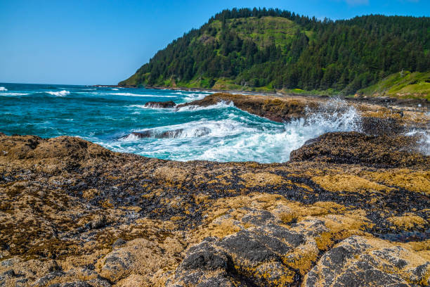 istock Beautiful Day Along the Coastline in Oregon 1165174566