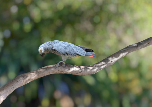 Cuban Amazon Parrot (Amazona leucocephala) sat on a washing line eating