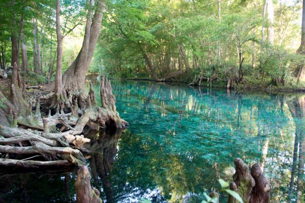 sorgenti di flordia - acqua dolce foto e immagini stock