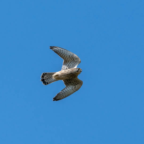 istock Kestrel Hovering in Bright Blue Skies 1165177688
