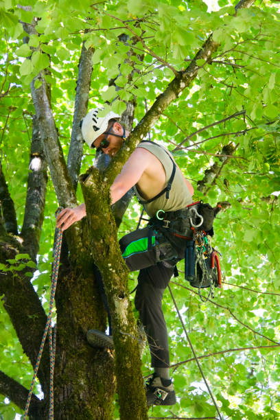 istock Arborist examines tree for diseases and pests 1165177867