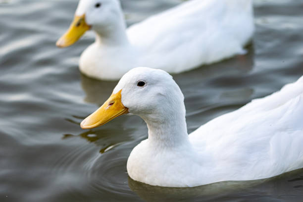 istock Pekin (Aylesbury) and mallard ducks on a lake 1165179135