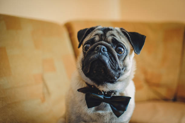 Pug, dog with bow-tie on brown background. Cute friendly chubby pug puppy. Pug, dog with bow-tie on brown background. Cute friendly chubby pug puppy. dog tuxedo stock pictures, royalty-free photos & images