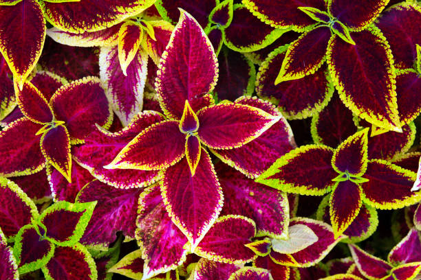 istock Decorative Coleus Flower Foliage Background 1165179850