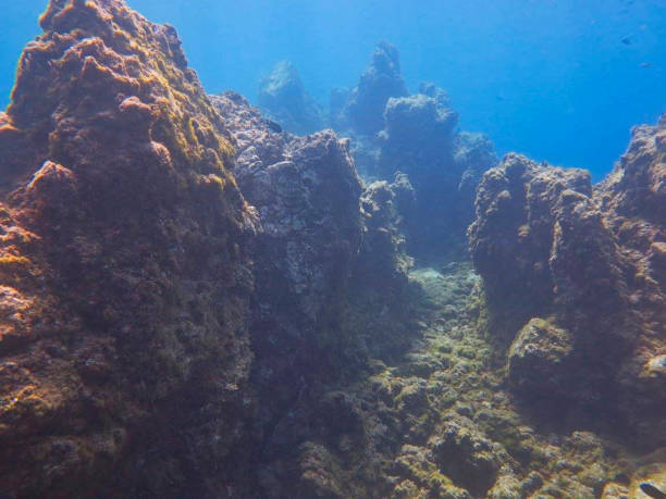 サンゴリフ水中ダイビング - riff ストックフォトと画像