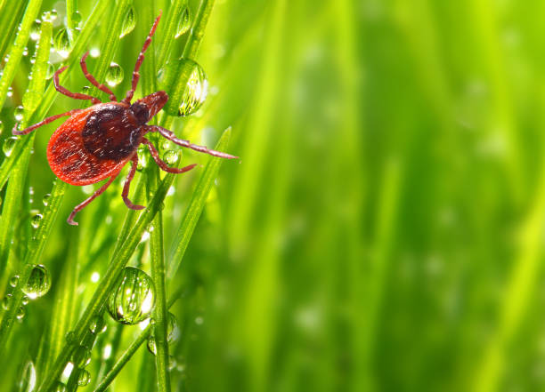 Tick on green grass. Dangerous parasite. This animal is vehicle of many infections. Picture with copy space. Tick on green grass. Dangerous parasite. This animal is vehicle of many infections. Picture with copy space. lyme disease photos stock pictures, royalty-free photos & images