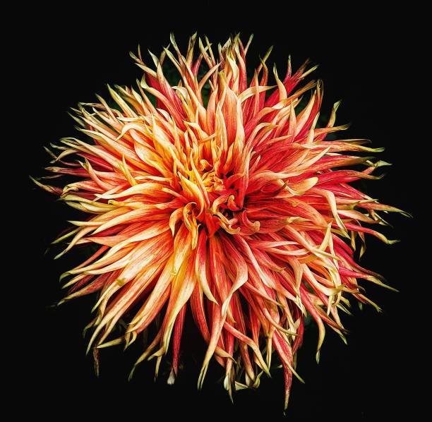istock Spectacular red and white Dahlia 1165182275