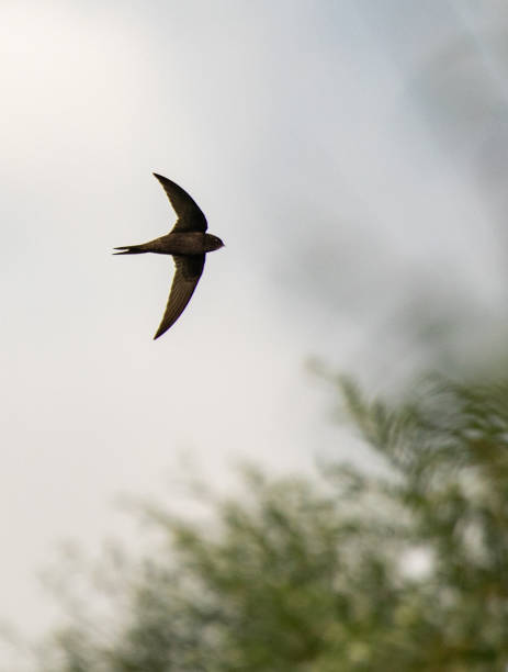 Swift flying through trees Swift flying through trees swift bird stock pictures, royalty-free photos & images