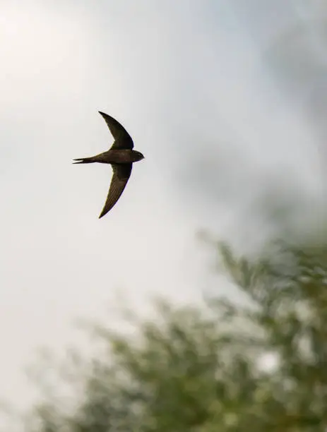 Swift flying through trees